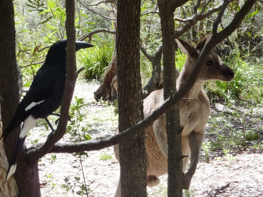 Expectant Camp Visitors